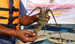 KKP Setor PNBP Rp3,6 Miliar dari Budidaya Lobster Domestik