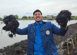 Mahasiswa FPK Unair Budidayakan Rumput Laut di Sidoarjo