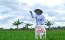 Semester I-2024, Distribusi Pupuk Subsidi di Situbondo Capai 36 persen