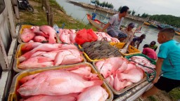 Hingga Agustus PT Perikanan Indonesia Serap 4.680 Ton Ikan Nelayan