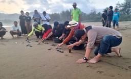 UB Adopsi 500 Ekor Tukik Penyu Lekang di Trenggalek