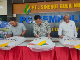 SGN Siap Masuk Pasar Gula Retail