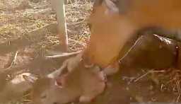 Indukan Banteng Jawa Lahirkan Bayi di TN Baluran Situbondo