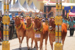 Festival Sapi Sono' 2024 Lestarikan Adat Budaya Madura
