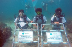 SPTP dan IPC TPK Tanam 632 Bibit Terumbu Karang di Lampung