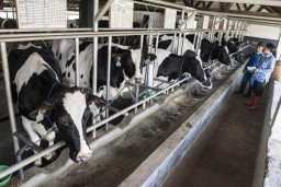 BPS : Impor Susu Hingga Juli 2024 Naik 7,63 Persen