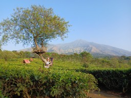 PTPN I Regional Genjot Pendapatan Melalui Kebun Teh Wonosari, Ini Strateginya