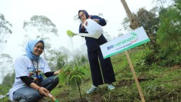BRI Tanam Lebih dari 904 Ribu Bibit Pohon Produktif
