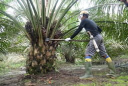 Industri Sawit Indonesia Tingkatkan Nilai Tambah Ekonomi dengan Hilirisasi