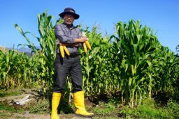 Prof Arifin dari UB Kembangkan Jagung Unggulan di NTT