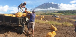 Program Makmur Mampu Genjot Produksi Kentang Petani Sembalu