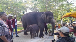 BKSDA Jatim Apresiasi Upaya KBS Tambah Populasi Gajah
