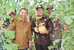 Kabupaten Lamongan Andalkan Melon Sebagai Holtikultura Unggulan