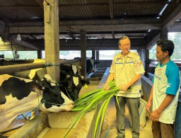 Gandeng Peternak Sapi Perah Lokal, Garudafood Perkuat Kemitraan