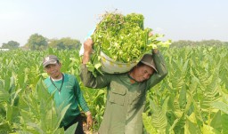 Minat Petani Kabupaten Madiun Tanam Tembakau Meningkat