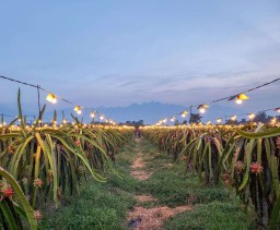 PLN Jatim Raih Penghargaan untuk Program Electrifying Agriculture