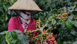 Produk Kopi Raup Potensi Transaksi Rp 52,47 Miliar di Korea