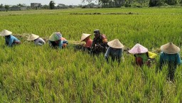 Petani Lumajang Maksimalkan Hasil Produktifitas Pertanian