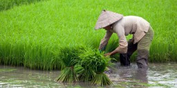 BPS : NTP Jatim pada Januari 2026 Turun 4,42 Persen