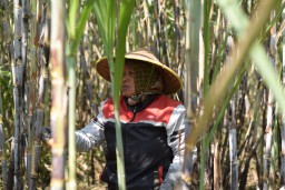 Dukung Swasembada Gula, PTPN I Regional 5 Kebun Kalitelepak Raih Peningkatan Produksi Tebu 31 Persen