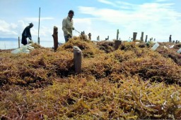 Pemkab Sampang Targetkan Luas Budidaya Rumput Laut 200 Hektar