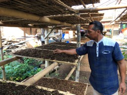 Petani Tembakau Ponorogo Khawatirkan Musim Hujan