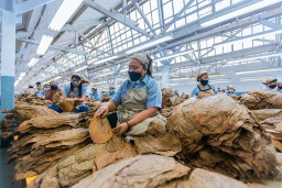 Triwulan III, Produksi Tembakau PTPN I Regional 4 Capai 11.766 Ton