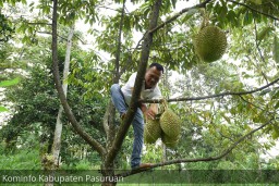 Kenalkan, Si Kasmin Durian Asli Pasuruan Yang Mantap