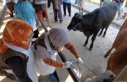 Ratusan Sapi di Lamongan Terjangkit Penyakit Kuku Mulut