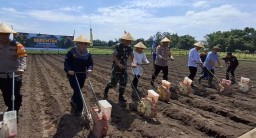 Dukung Swasembada Pangan, Pemkab Kediri Tanam Jagung di Ringinrejo