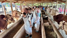 Sebanyak 6.072 Kasus PMK Ditemukan di Jatim