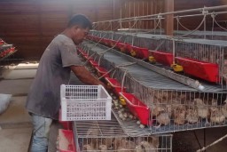SIG Dukung Peternak Puyuh Andalas di Aceh Hasilkan 4.000 Telur Per Hari