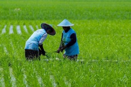 Petani Kota Madiun Dapat Alokasi Pupuk Subsidi 1.028 Ton