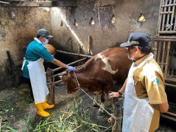 PMK di Kota Malang Terkendali, Sebagian Besar Sapi Sembuh