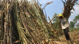 APTRI Asembagus Dukung Kenaikan Kapasitas Giling Tebu Hingga 4.300 Ton Perhari
