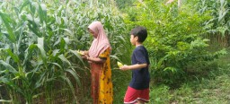 Agrowisata Jagung di Sampang, Petik Sendiri di Kebun