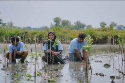 Dukung Pelestarian Ekosistem Pesisir, PTFI Tanam 50 Ribu Mangrove di Gresik