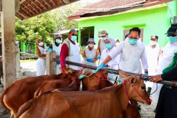 Pj. Gubernur Jatim Imbau Penanganan PMK Dilakukan Cepat dan Holistik