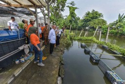 Menko Pangan Apresiasi Urban Farming di Surabaya