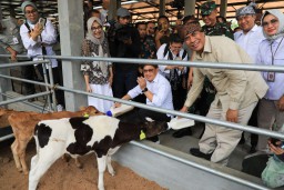 Kasus PMK Turun dari 2.412 Jadi 182 kasus