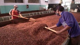Kemendag : Harga Biji Kakao Naik di Februari 2025