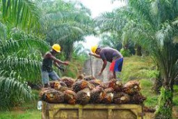 Implementasi Biodiesel 50 Butuh Tambahan 2,3 Juta Hektar Lahan Sawit