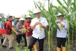Dukung Ketahanan Pangan, Lapas Kelas I Surabaya Panen 2 Ton Jagung