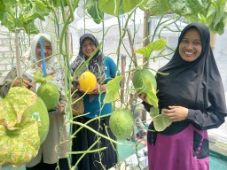 Poktan Mewah Sukomulyo Panen Melon Binaan PT Smelting