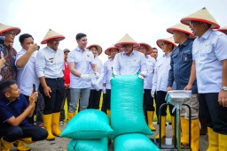 Menko Pangan Zulhas Minta Kepala Daerah Awasi Distribusi Pupuk Subsidi