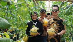 Panen Melon, Wali Kota Kediri Ajak Warga Manfaatkan Lahan Kosong Berkebun