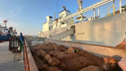 Perkuat Ketahanan Pangan Nasional, Bongkar 1.138 Ekor Sapi di Pelabuhan Tanjung Intan