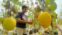 Petani Melon Bondowoso Aplikasikan Teknologi Kontrol Panel Surya