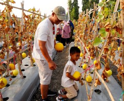 Menikmati Hari Minggu Panen Sayur di Kebun Percobaan Petrokimia Gresik