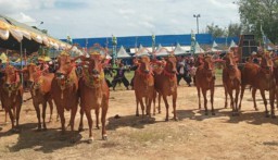 Pesona Sapi Sonok, Perpaduan Tradisi dan Estetika di Sumenep